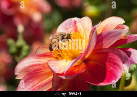 Sydney Australien, Biene schwebt über eine bunte Dahlie Blume Stockfoto