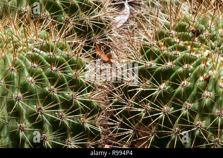 Sydney Australien, close-up der Dornen auf zwei Barrel Kaktus Pflanzen mit trockenen Blatt in Dornen gefangen Stockfoto