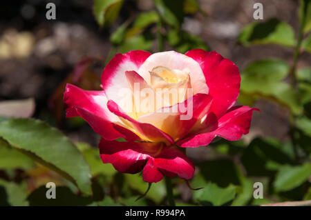 Sydney Australien, rosa und weiß blühenden Rosenbusch Stockfoto