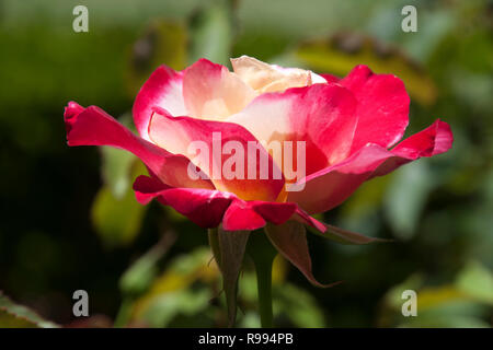 Sydney Australien, rosa und weiß blühenden Rosenbusch Stockfoto