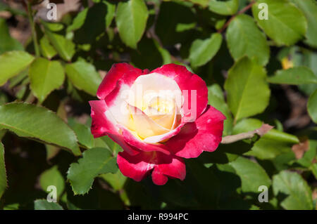 Sydney Australien, rosa und weiß blühenden Rosenbusch Stockfoto