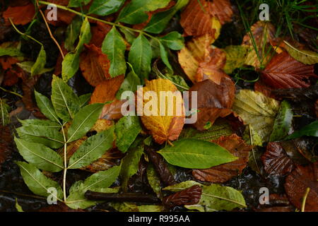 Blätter im Herbst Stockfoto