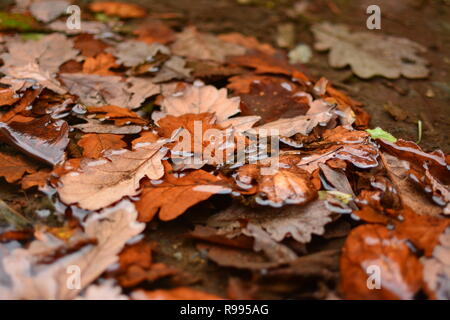 Nasses Herbstlaub Stockfoto