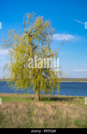 Lonely Weeping Willow Tree gegen den blauen, wolkenlosen Himmel auf einer Dnipro Riverside im Zentrum der Ukraine am Frühling Saison Stockfoto