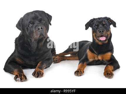 Reinrassige Rottweiler vor weißem Hintergrund Stockfoto