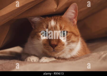 Orange und weiße Katze versteckt sich unter dem braunen Papiertüte auf dem Bett Stockfoto