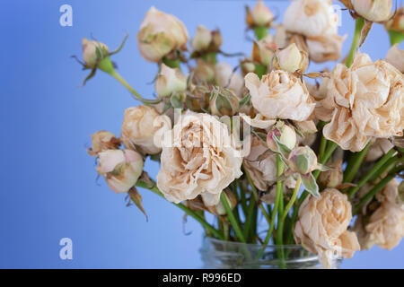 Getrocknete verwelkt Weiße Rosen. Close Up. Stockfoto
