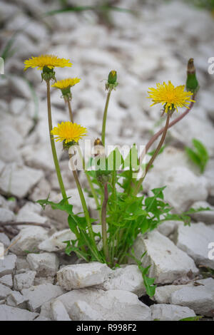 Dieses schöne allein Löwenzahn Blume wachsen sie in Steinwüste. Sprossen Stockfoto