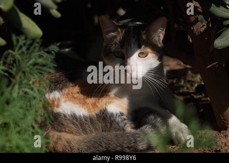 Calico schildpatt Katze Verstecken von der Mittagssonne unter Strauch Vegetation Stockfoto