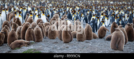 Vereinigtes Königreich, Südgeorgien, Fortuna Bay, Pfeifen Cove. King penguin Kolonie mit Küken. Stockfoto