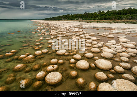 Sehr selten Thrombolites am Lake Clifton in Yalgorup Nationalpark. Stockfoto