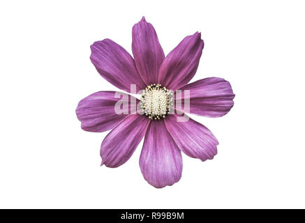Lila Kosmos Blume isoliert auf weißem Hintergrund Stockfoto