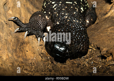 Guatemaltekische wulstige Eidechse (Heloderma Charlesbogerti) Stockfoto