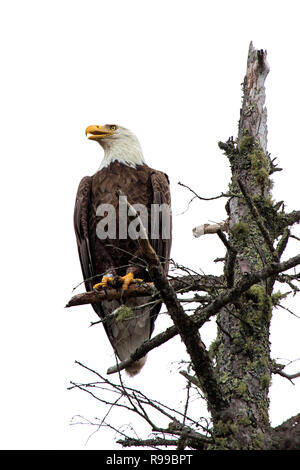 Ein kahler Adler auf dem Baum oben mit seiner gelben Schnabel weit offen thront. Auf einem weißen Hintergrund. Stockfoto