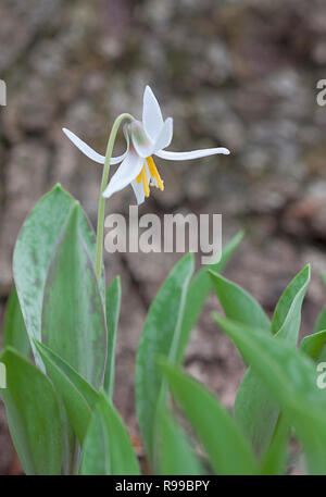 Einen einsamen weißen Forelle lily erhebt sich über das grüne fleckige Blätter. Seine gelbe und weiße Blüte scheint zu glühen vor braune Rinde der Eiche. Stockfoto