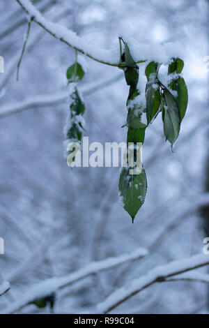 Flauschige Schnee auf Branchen und grüne Blätter, mit einem verschwommenen Hintergrund. Vertikale. Stockfoto