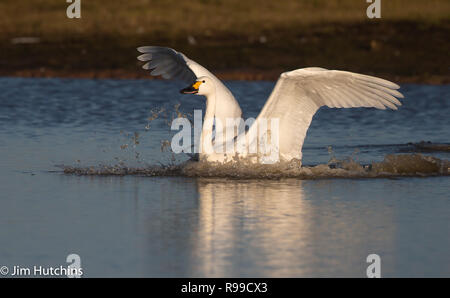 Bewick's Swan an und ein Spritzen in Slimbridge WWT Stockfoto