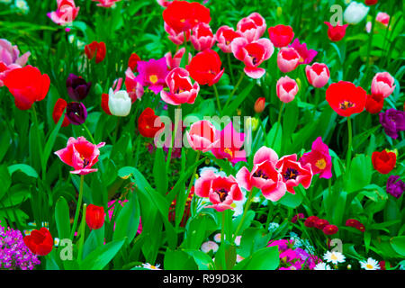 Tulpen in Tokio, Japan. Tokio ist eine der wichtigsten Städte in Japan für Kulturen und Märkten. Stockfoto