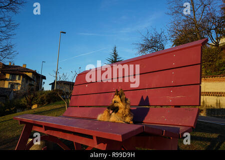 Die riesigen Bank mit Wolf Hund in Monforte d'Alba, Piemont - Italien Stockfoto