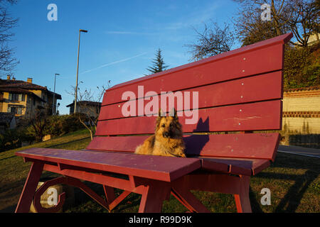 Die riesigen Bank mit Wolf Hund in Monforte d'Alba, Piemont - Italien Stockfoto