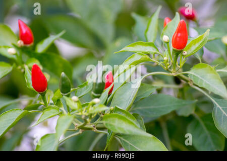 Kleine Chilischoten closeup Schuß Stockfoto