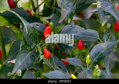 Kleine Chilischoten closeup Schuß Stockfoto