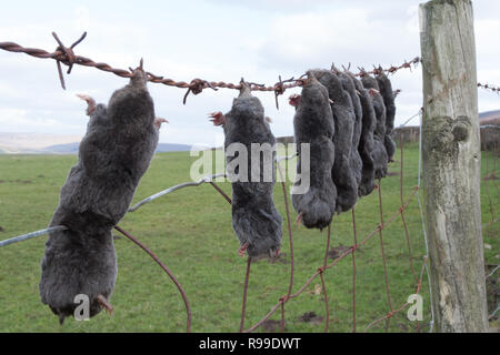 Tot Maulwürfe, Talpa europaea, auf Zaun von Mole Catcher angezeigt, Großbritannien Stockfoto