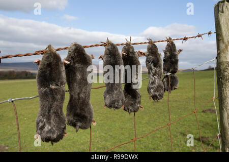 Tot Maulwürfe, Talpa europaea, auf Zaun von Mole Catcher angezeigt, Großbritannien Stockfoto