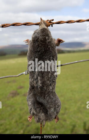 Tot Maulwürfe, Talpa europaea, auf Zaun von Mole Catcher angezeigt, Großbritannien Stockfoto