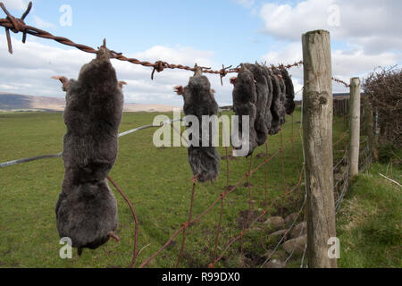 Tot Maulwürfe, Talpa europaea, auf Zaun von Mole Catcher angezeigt, Großbritannien Stockfoto