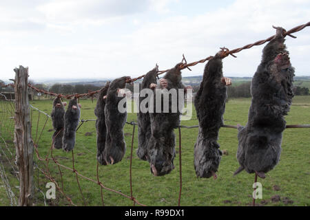 Tot Maulwürfe, Talpa europaea, auf Zaun von Mole Catcher angezeigt, Großbritannien Stockfoto