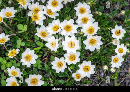 Ein Cluster von Berg avens Wildblumen in der Nähe von Akureyri, Island, Europa. Stockfoto