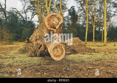 Baumstümpfe aus der Bäume am Lake Elementaita, Rift Valley Kenia Stockfoto
