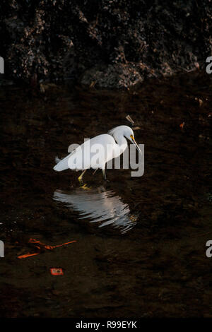 Snowy Egret in Ballona Creek, Marina Del Rey, Los Angeles, Kalifornien, USA Stockfoto