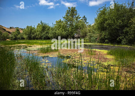 Algen blühen im Hochwasser neben Silizium Strand im Ballona Wetlands, Playa Vista, Kalifornien, USA Stockfoto