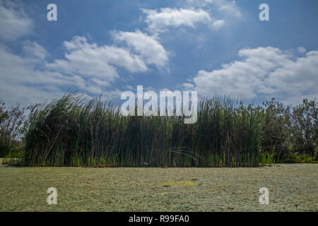 Algen blühen im Ballona Wetlands. Der Ballona Wetlands ist ein geschützter Bereich, in der Nähe von Marina Del Rey und Playa Del Rey und ist eines der letzten bedeutenden Wir Stockfoto