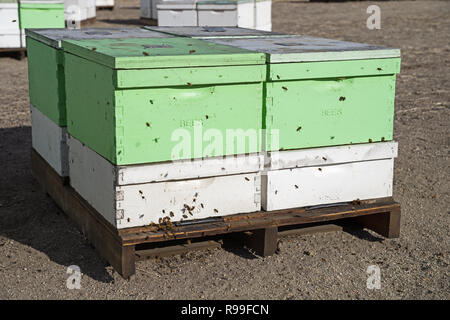 Bienenvölker auf einer Palette mit Bienen und Fliegen Stockfoto