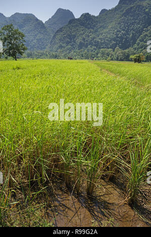 Leuchtend grüne Reisfelder in der Nähe von Thakhek Laos mit karst Berge in der Ferne Stockfoto