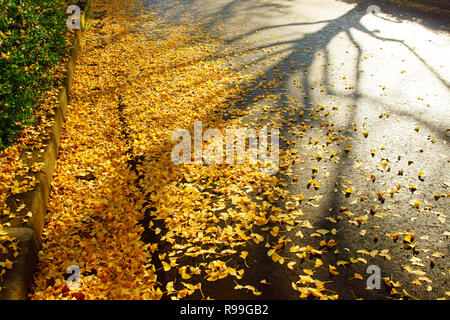 Abgefallene Blätter des Ginkgo Biloba Stockfoto