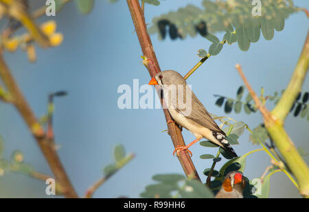 Weibliche Zebra Finch, Taeniopygia guttata, in einem Busch in westlichen Queensland thront. Stockfoto