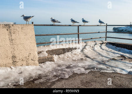 Ring-billed Möwen auf einem Geländer in der Nähe von Lake Michigan gelegen Stockfoto