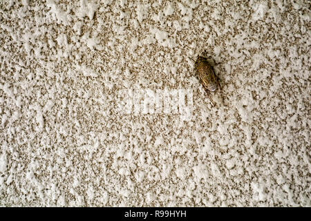 Zikade auf Textur Oberfläche aus Sandstein Mauer im Haus verbergen Stockfoto