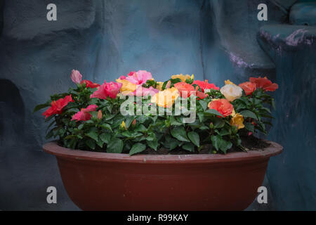 Leuchtend rote Blüten von Hibiskus (Hibiscus rosa sinensis) auf schwarzem Hintergrund. Karkade in tropischen Regionen. Hawaiian wilden roten Hibiskus Anlage. Hibi Stockfoto