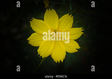 Kosmische Gelb Cosmos Blume im Garten auf schwarzem Hintergrund Stockfoto