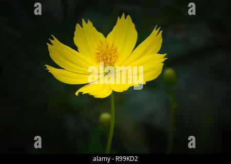 Kosmische Gelb Cosmos Blume im Garten auf schwarzem Hintergrund Stockfoto