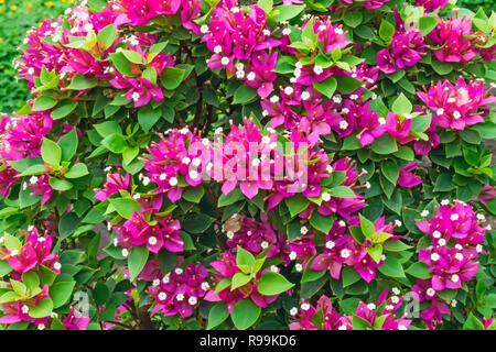 Bougainvillea Blumen Textur und Hintergrund. Lila Blüten von Bougainvillea Baum. Nahaufnahme der Bougainvillea violett Blume. Bunte purple Flow Stockfoto