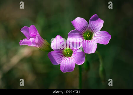 In der Nähe von Oxalidales in Garten! Stockfoto