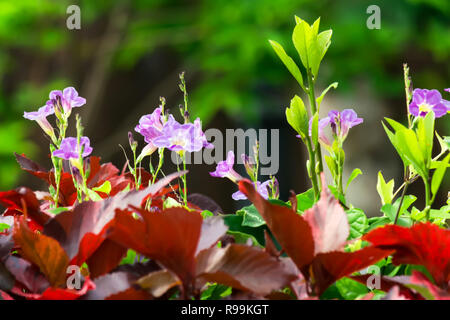 In der Nähe von Oxalidales in Garten! Stockfoto