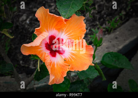 Leuchtend gelbe Blüten von Hibiskus (Hibiscus rosa sinensis) im Garten. Karkade in tropischen Regionen. Hawaiian wilden roten Hibiskus Anlage. Hibiscus co Stockfoto