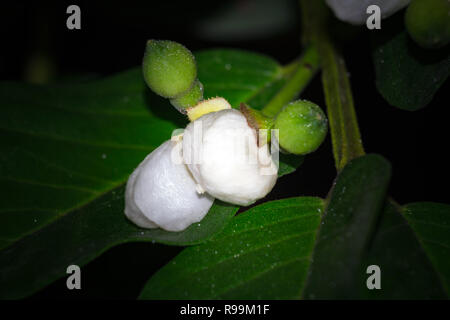 Psidium guajava/Guave Blume auf Baum im Garten Stockfoto